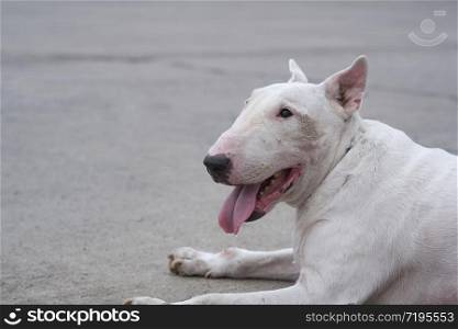 Close up senior white English bull terrier (13 year old) lying down on wide concrete courtyard in evening time, pet portrait concept