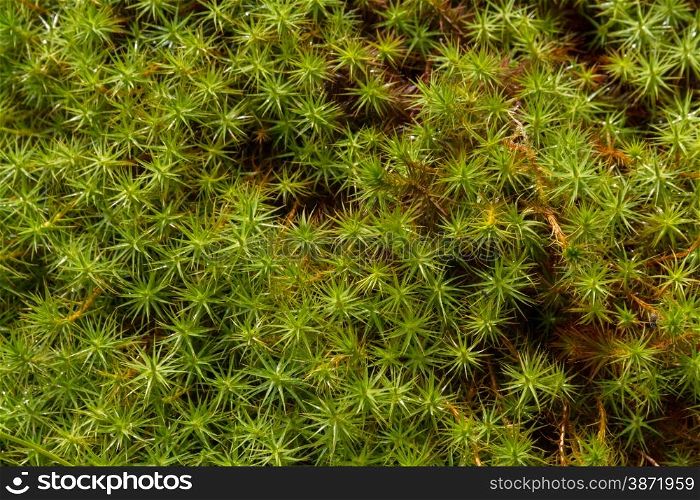 Close up, shallow focus on green spikes of Star Moss
