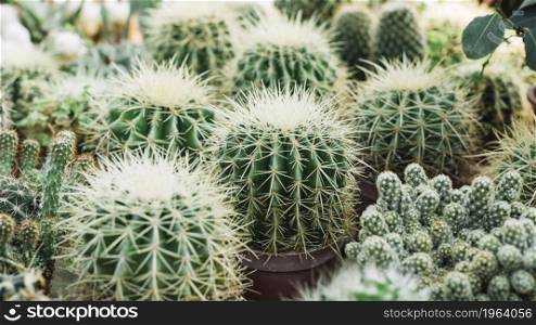 close up sharp thorny cactus plants. High resolution photo. close up sharp thorny cactus plants. High quality photo