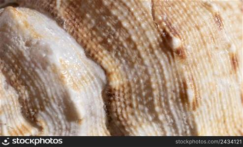 close up shell organic background