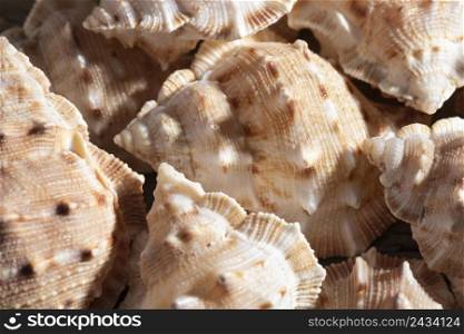 close up shells organic background