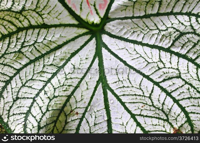 Close up shot at abstract water drop on caladium leaves green