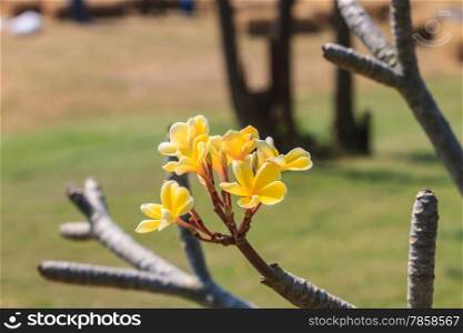 close up shot for frangipani flowers on tree