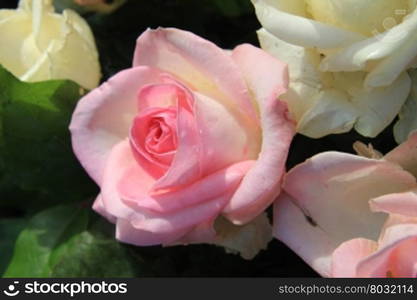 Close up shot of a big pink rose as part of a mixed floral arrangement