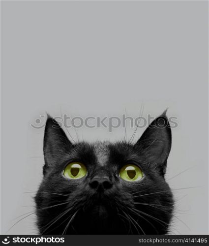 close-up shot of a black cat with green eyes