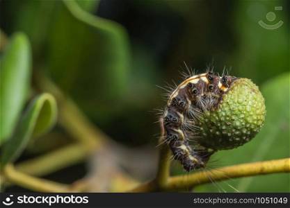 Close-up shot of a caterpillar eating fruit