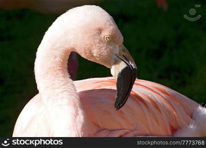 Close up shot of a flamingo profile.