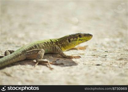 Close-up shot of a green lizards on the sandy rocky ground in a warm climate country