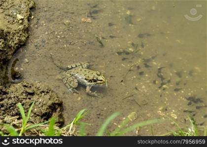 Close up shot of a northern leopard frog and tadpole swimming in water, Zavet, Bulgaria