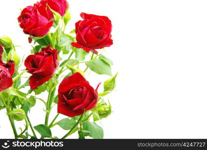 Close-up shot of a red roses