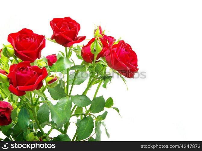 Close-up shot of a red roses