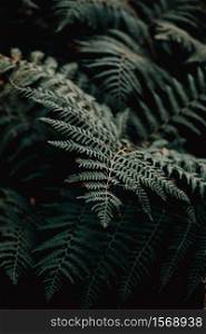Close up shot of a single fern