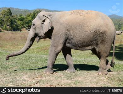 Close up shot of an asian female elephant