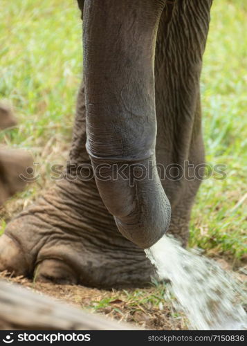 close-up shot of Asian elephant penis peeing. Its biggest penis terrestrial animals