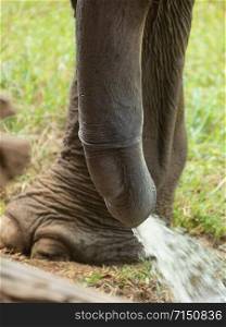 close-up shot of Asian elephant penis peeing. Its biggest penis terrestrial animals