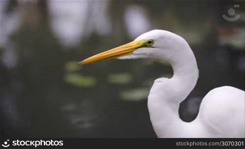 Close-up shot of beautiful Great Egret standing still by the water. Nature and fauna