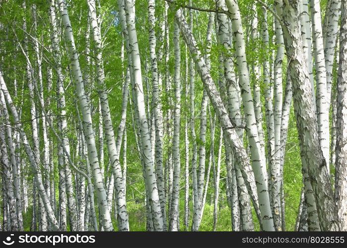close up shot of birch trees as background