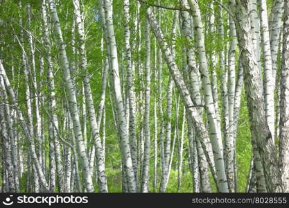 close up shot of birch trees as background