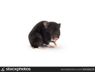 close up shot of black hamster isolated on white