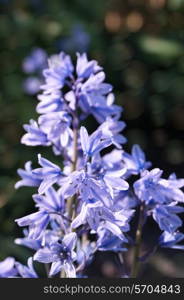 Close up shot of bluebells in sunlight