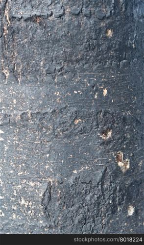 close up shot of burnt tree background