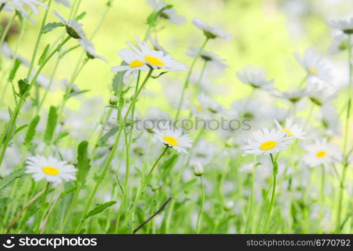 close up shot of camomiles