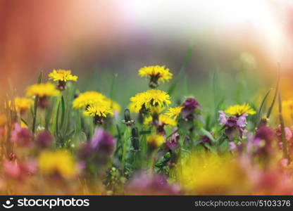 Close up shot of dandelion