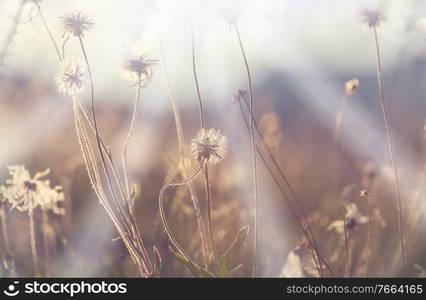 Close up shot of dandelion