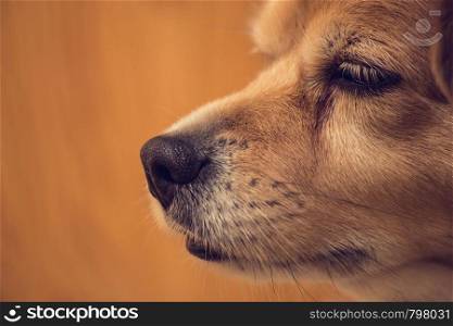 Close up shot of dog nose, Dog nose and face with brown background, animal pets beauty. Close up shot of dog nose, Dog nose and face with brown background, animal pets