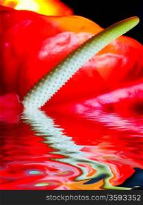 Close-up shot of exotic flower reflected in rendered water