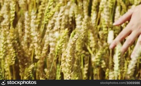 Close-up shot of female hand touching ripe wheat ears