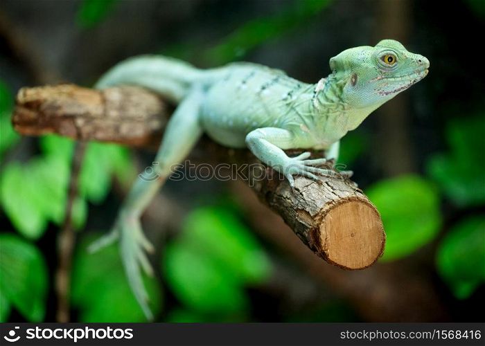 close up shot of female plumed basilisk on the tree, focus on eye, with shallow depth of field (Basiliscus plumifrons, also called a green basilisk, double crested basilisk, Jesus Christ Lizard)