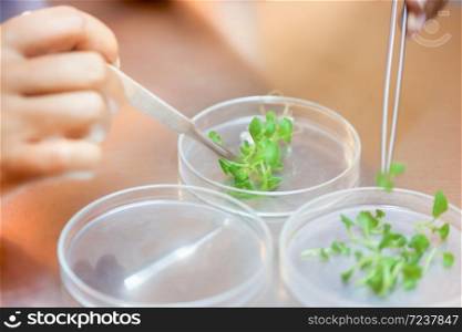 Close-up shot of female scientist hands cutting plant tissue culture in petri dish, performing laboratory experiments, small plants testing, Asparagus and other tropical plants. Agriculture laboratory.