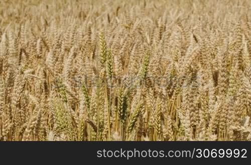 Close-up shot of field of wheat swinging slowly in the wind