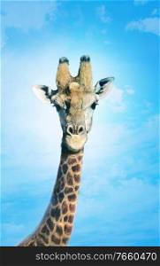 Close up shot of giraffe