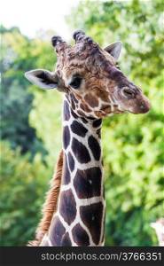 Close up shot of giraffe head. Giraffe portrait