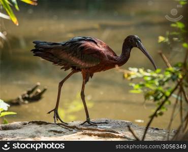 Close up shot of Glossy Ibis walking beside a pond, nature photography