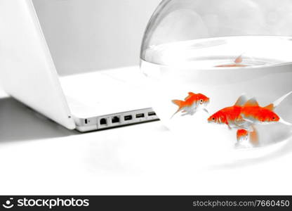 Close up shot of gold fish on bowl with laptop on table