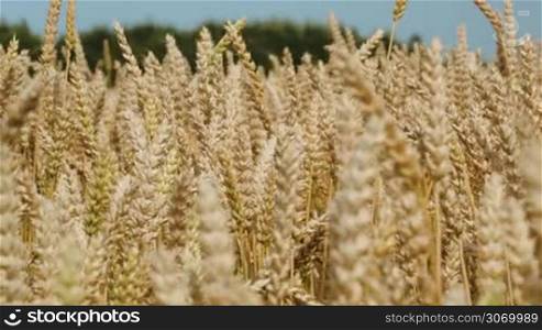 Close-up shot of golden wheat swinging in the wind