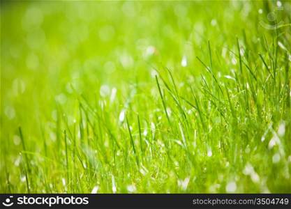 close up shot of green grass, shallow DOF