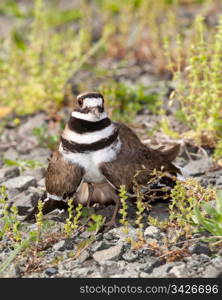 Close up shot of Killdeer bird at nesting time and defending its young with aggressive dance