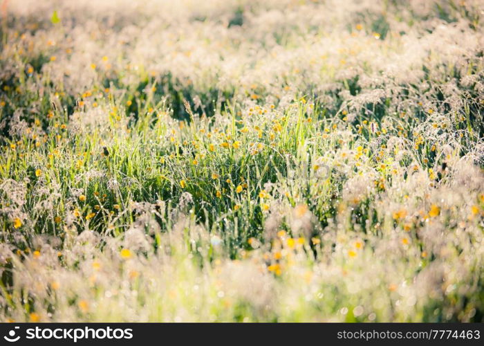 close up shot of meadow with bright sunlight