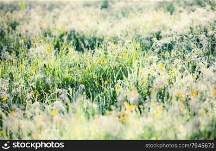 close up shot of meadow with bright sunlight