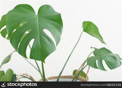 close up shot of monstera leaves. modern hipster home decor with trendy plants. green home. Swiss cheese plant. close up shot of monstera leaves. modern hipster home decor with trendy plants. green home. Swiss cheese plant. 
