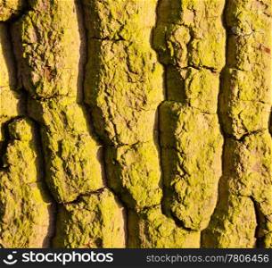 Close up shot of moss covered tree trunk for texture and background