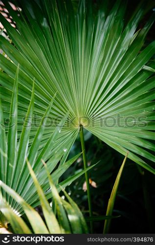 Close up shot of natural green tropical palm leaves texture background.