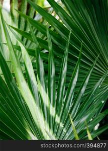 Close up shot of natural green tropical palm leaves texture background.