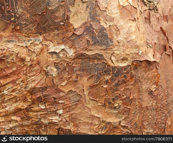 Close up shot of peeling bark on tree trunk for texture and background