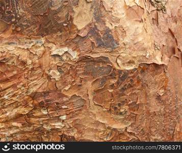 Close up shot of peeling bark on tree trunk for texture and background
