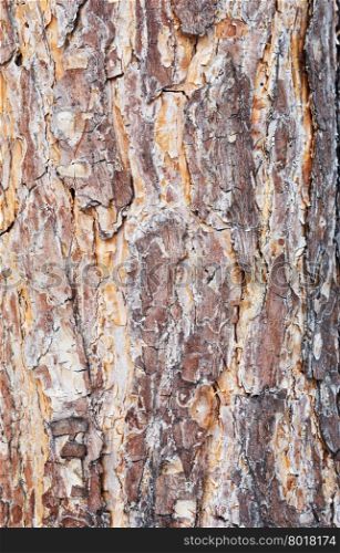 close up shot of pine bark